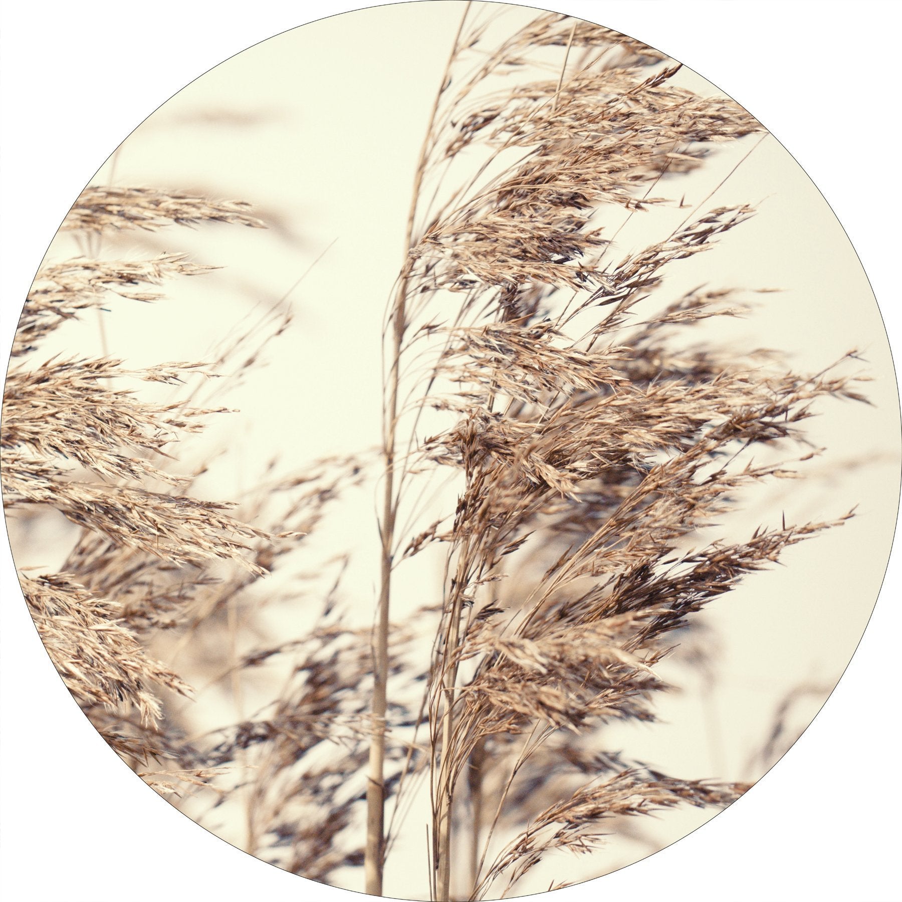 Reed 1 — круглый постер Reed 1 — круглый постер — изображение 1