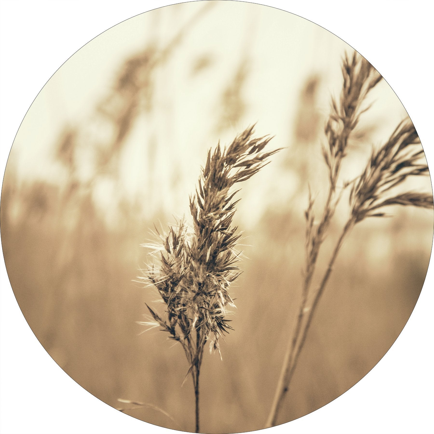 Reed 3 — круглый постер Reed 3 — круглый постер — изображение 1